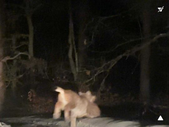 Ryś na Kociewiu Ryś na Kociewiu