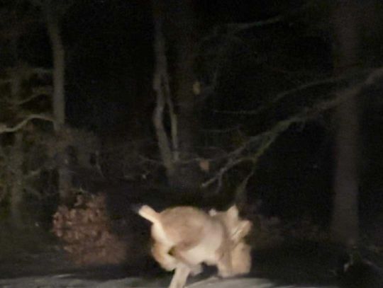 Ryś na Kociewiu Ryś na Kociewiu